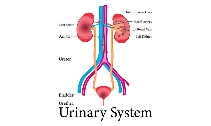 Urological Conditions